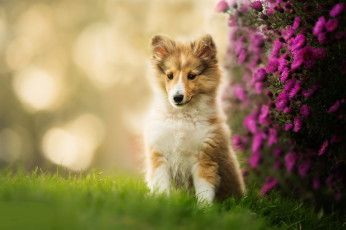 Картинка животные собаки пес