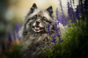 Картинка животные собаки пес