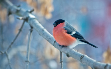 Картинка животные снегири птица ветка снегирь bullfinch
