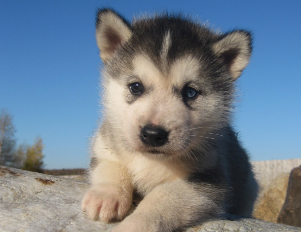 Обои картинки фото животные, собаки, щенок, лайка, хаски, камень