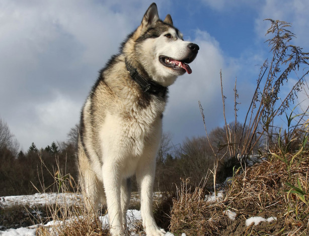 Обои картинки фото животные, собаки, лайка, собака, снег, трава, ошейник