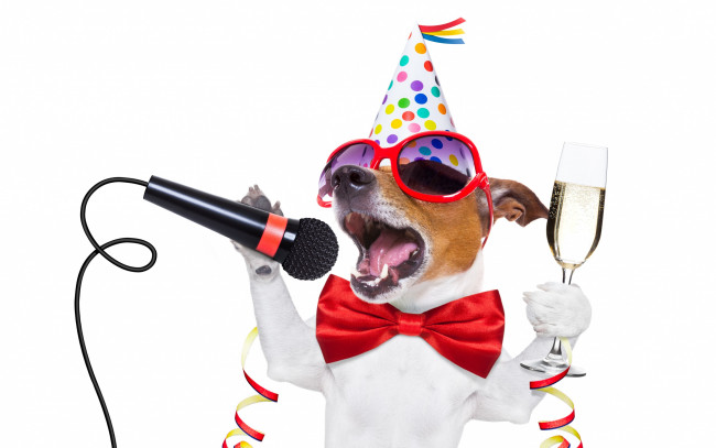 Обои картинки фото юмор и приколы, собака, party