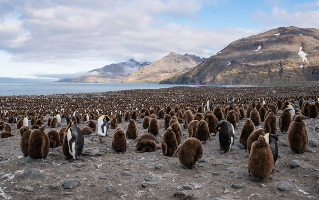 Обои картинки фото животные, пингвины, king, penguin, south, georgia, saint, andrews, bay