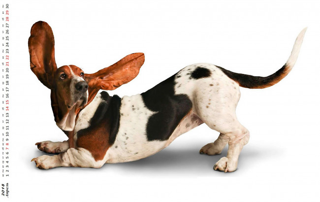 Обои картинки фото календари, компьютерный дизайн, собака