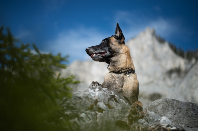 Обои картинки фото животные, собаки, пес