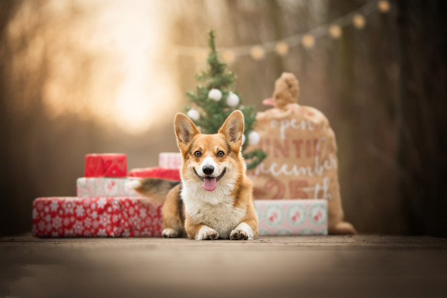 Обои картинки фото животные, собаки, пес