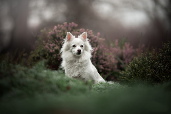 Обои картинки фото животные, собаки, пес