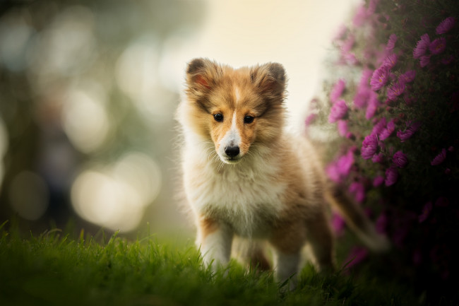 Обои картинки фото животные, собаки, пес