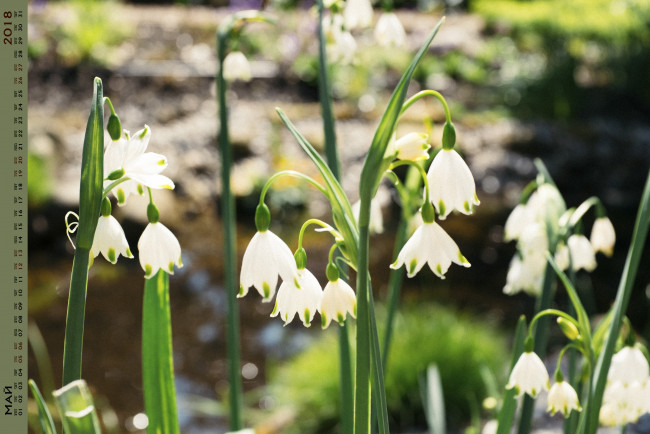 Обои картинки фото календари, цветы, растение