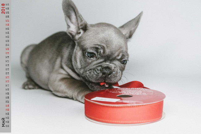 Обои картинки фото календари, животные, миска, собака