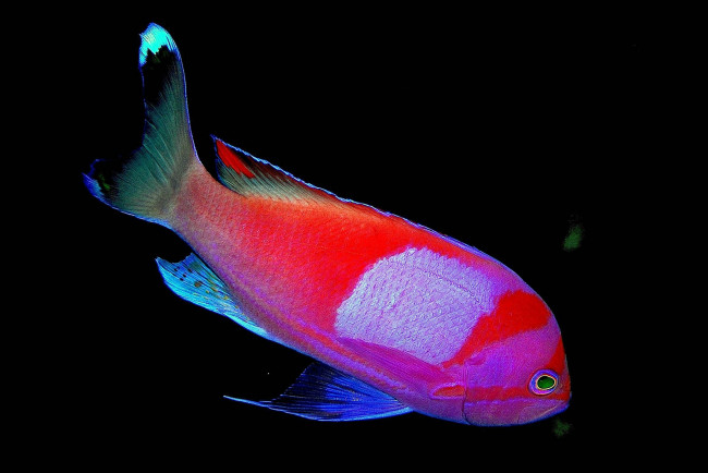 Обои картинки фото животные, рыбы, яркая, рыба