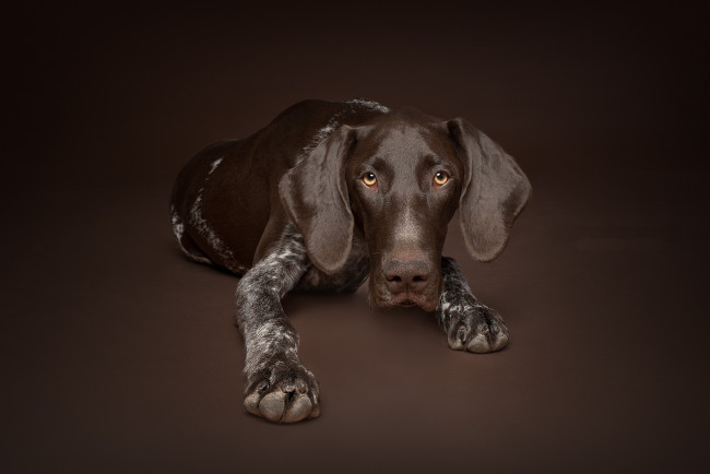 Обои картинки фото животные, собаки, собака, взгляд, фон