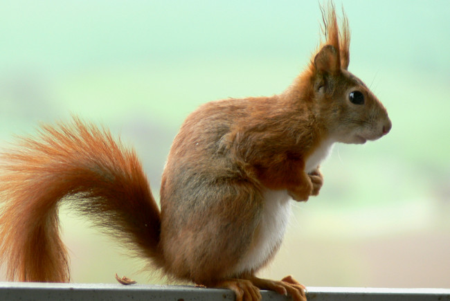 Обои картинки фото животные, белки, взгляд, профиль