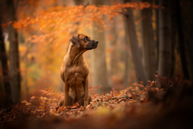 Обои картинки фото животные, собаки, пес