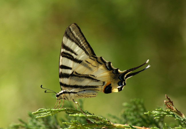 Обои картинки фото животные, бабочки,  мотыльки,  моли, туя, ветка, бабочка