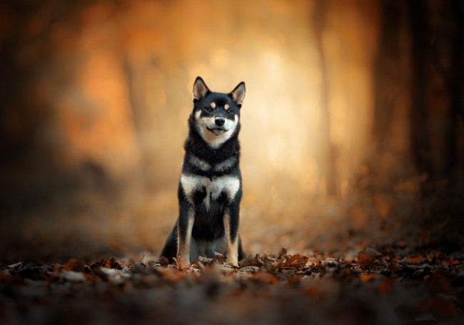 Обои картинки фото животные, собаки, пес