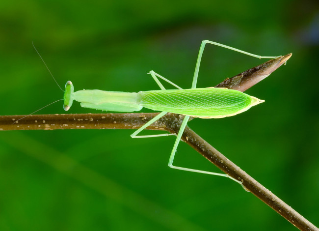 Обои картинки фото животные, богомолы, ветка, зеленый, богомол