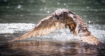 Картинка животные совы брызги