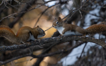 Картинка животные белки