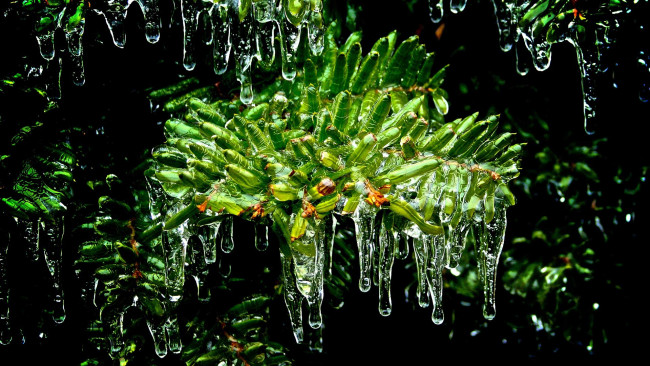 Обои картинки фото природа, макро, иглы, сосульки