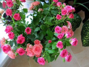 Картинка цветы розы розовые бутоны