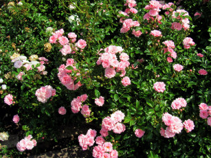 Картинка цветы розы розовые куст