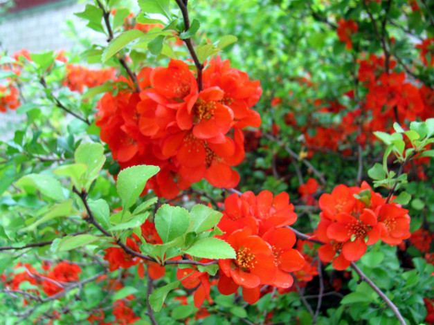 Обои картинки фото цветы, айва, алая, куст