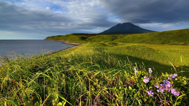 Обои картинки фото природа, луга, лето, луг, трава, цветы