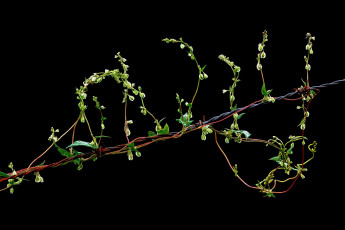 Картинка природа макро растение