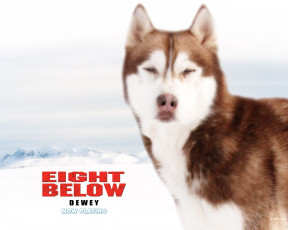 обоя кино, фильмы, eight, below