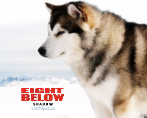 обоя кино, фильмы, eight, below
