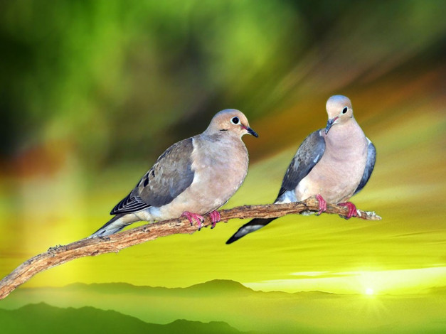 Обои картинки фото животные, голуби