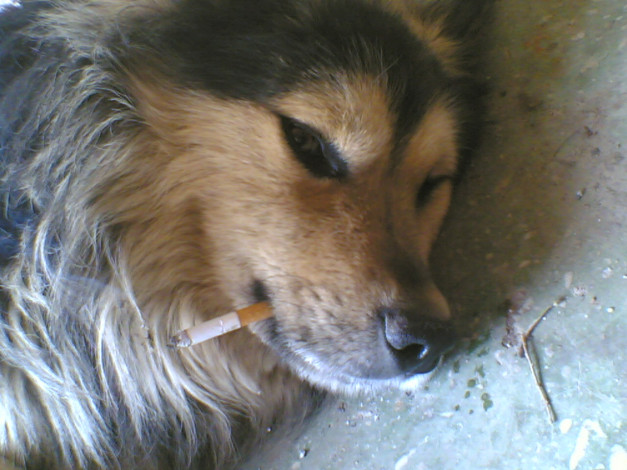 Обои картинки фото животные, собаки