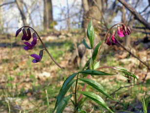 Картинка цветы луговые полевые