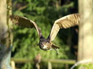 Картинка животные совы