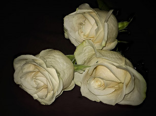 Картинка цветы розы