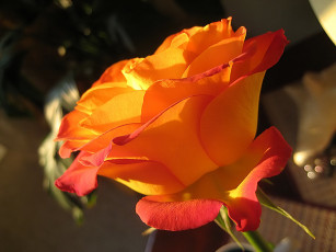 Картинка цветы розы