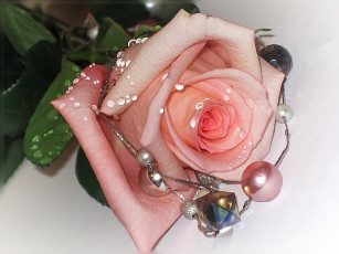 Картинка цветы розы