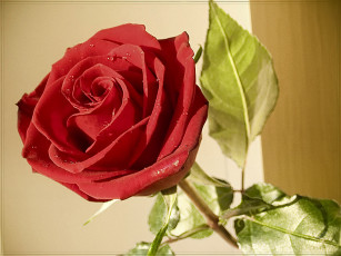 Картинка цветы розы