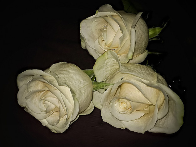 Обои картинки фото цветы, розы