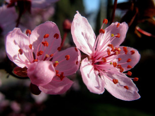 обоя цветы, цветущие, деревья, кустарники