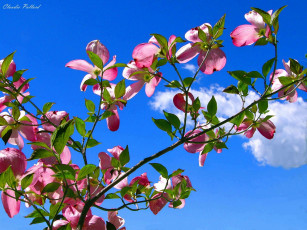 Картинка цветы кизил