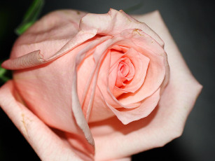 Картинка цветы розы