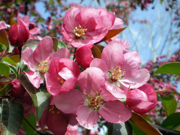 Обои картинки фото цветы, цветущие, деревья, кустарники