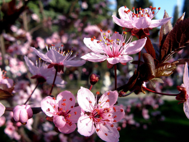 Обои картинки фото цветы, цветущие, деревья, кустарники