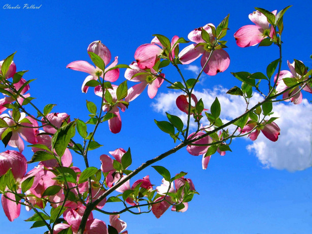 Обои картинки фото цветы, кизил