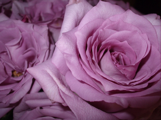 Обои картинки фото цветы, розы