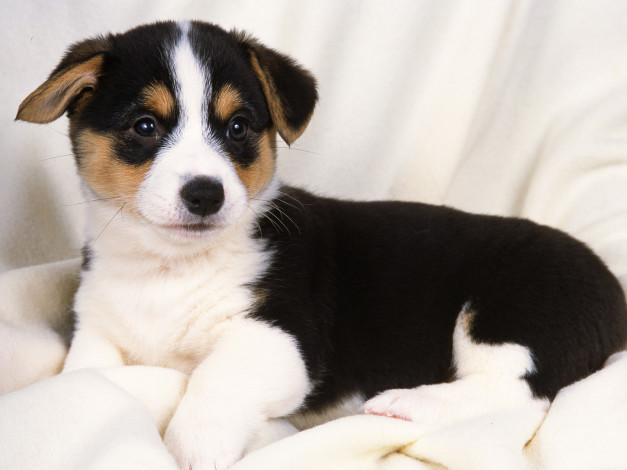 Обои картинки фото животные, собаки