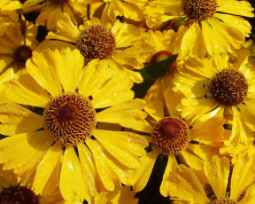 Картинка автор дмитрий бакулин цветы гайлардии гелениумы