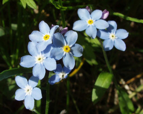 Картинка автор дмитрий бакулин цветы незабудки